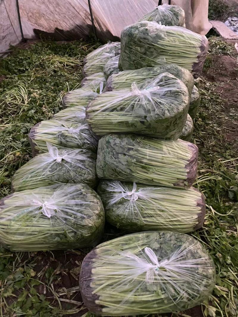 江苏芹菜现采现发袋装水洗大量有货可随时电话联系