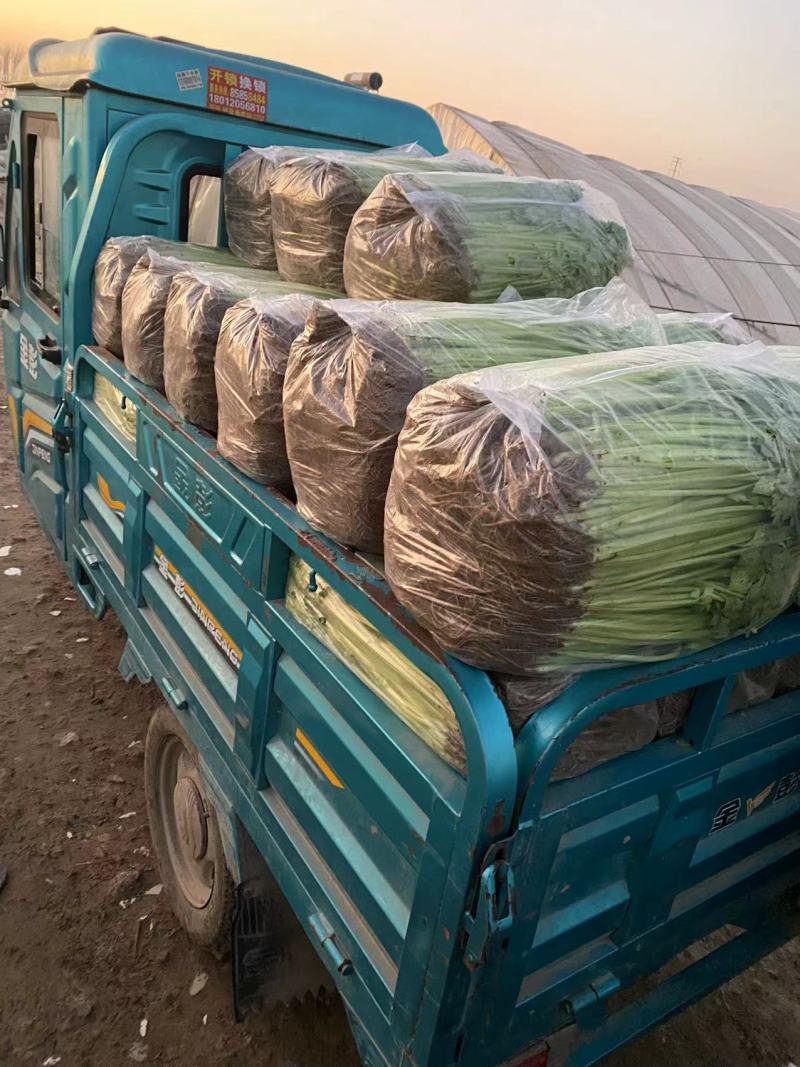 江苏芹菜现采现发袋装水洗大量有货可随时电话联系