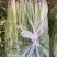 江苏芹菜现采现发袋装水洗大量有货可随时电话联系