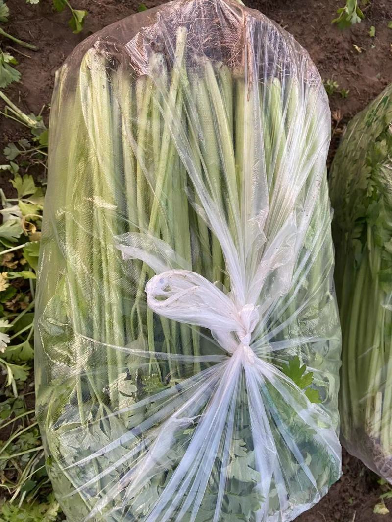 江苏芹菜现采现发袋装水洗大量有货可随时电话联系
