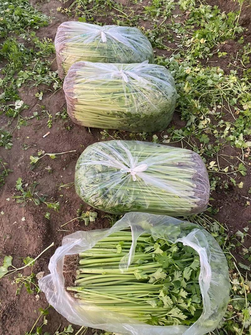江苏芹菜现采现发袋装水洗大量有货可随时电话联系