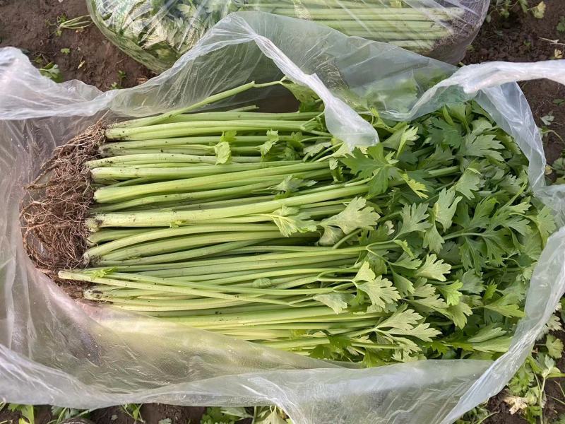 江苏芹菜现采现发袋装水洗大量有货可随时电话联系