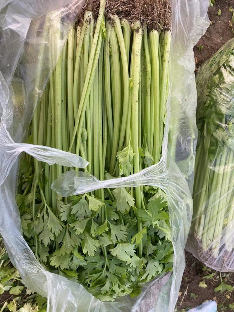 江苏芹菜现采现发袋装水洗大量有货可随时电话联系