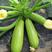 亚翠特早西葫芦种子连续做瓜能力强产量高耐储运耐低温