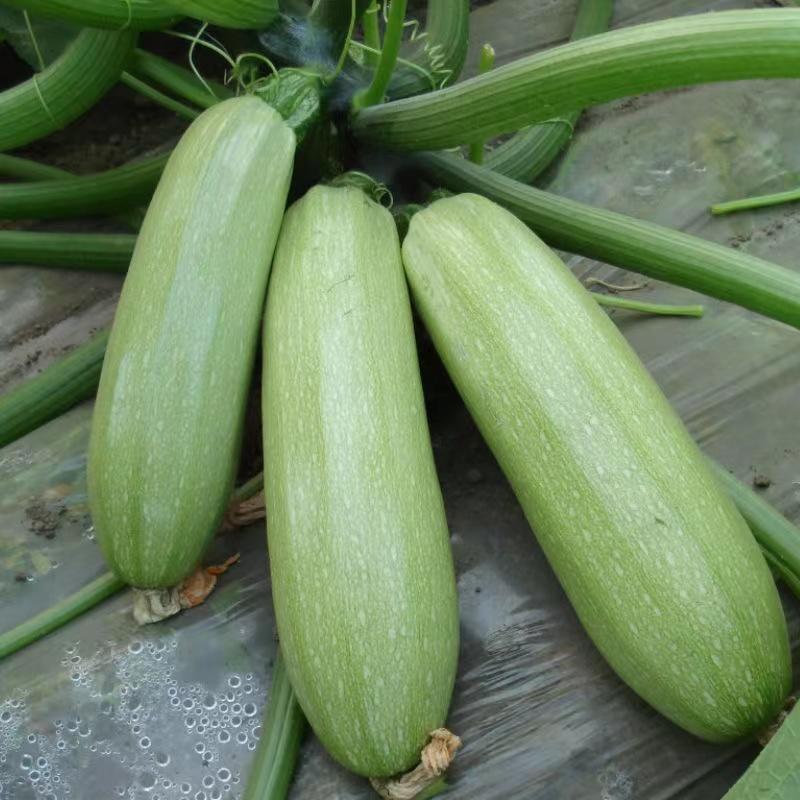 亚翠特早西葫芦种子连续做瓜能力强产量高耐储运耐低温