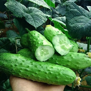 绿美人水果黄瓜种子肉质脆嫩口感好早熟高产抗高温耐低温