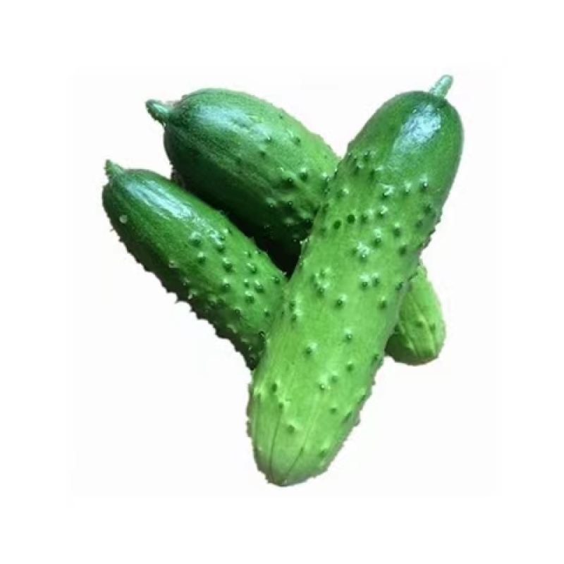 绿美人水果黄瓜种子肉质脆嫩口感好早熟高产抗高温耐低温