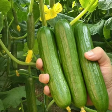 翠宝水果黄瓜种子节节有瓜光泽度好植株长势健壮商品性好