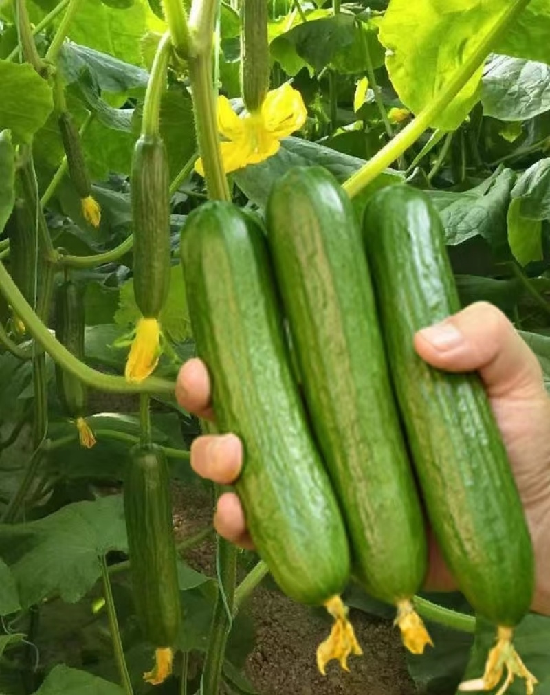 翠宝水果黄瓜种子节节有瓜光泽度好植株长势健壮商品性好