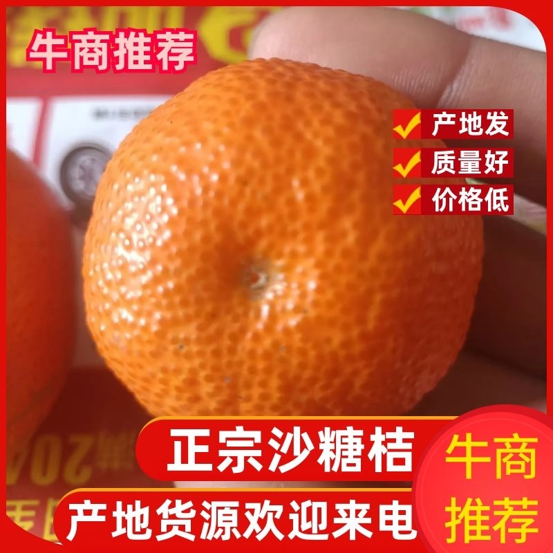 沙糖桔，广西荔浦沙糖桔，专业代收优质正宗沙糖桔，洗果打腊