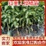 红美人苗/果冻橙苗，优选爱媛28号38号，苗粗壮根系好