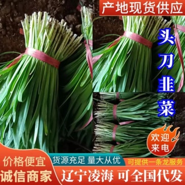 辽宁凌海市精品头刀大叶韭菜根粗，质量好价格便宜