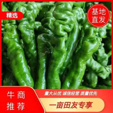 海南临高露天螺丝椒大量上市质量保障产地货源欢迎联系