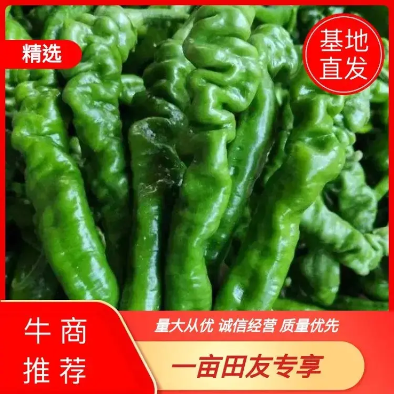 海南临高露天螺丝椒大量上市质量保障产地货源欢迎联系