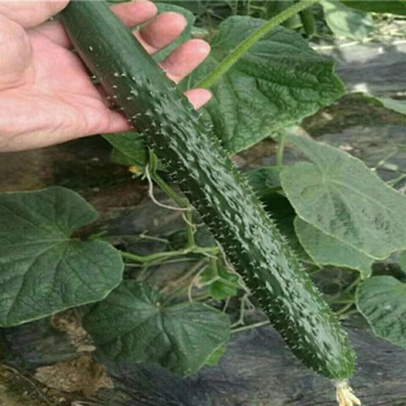 春秋霸王黄瓜种子果肉绿色质密清香耐干旱耐低温植株生长势强