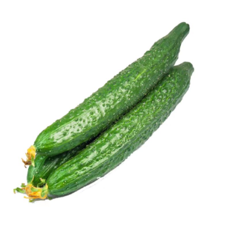 春秋霸王黄瓜种子果肉绿色质密清香耐干旱耐低温植株生长势强