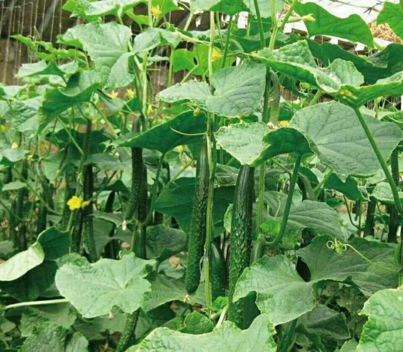 春秋霸王黄瓜种子果肉绿色质密清香耐干旱耐低温植株生长势强