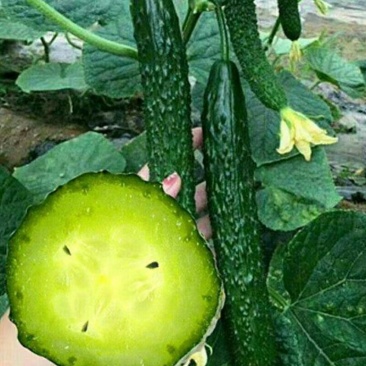 春秋霸王黄瓜种子果肉绿色质密清香耐干旱耐低温植株生长势强