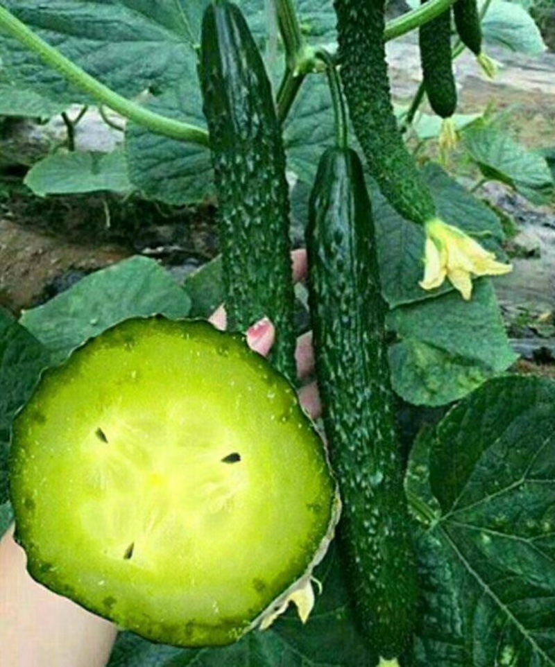 春秋霸王黄瓜种子果肉绿色质密清香耐干旱耐低温植株生长势强