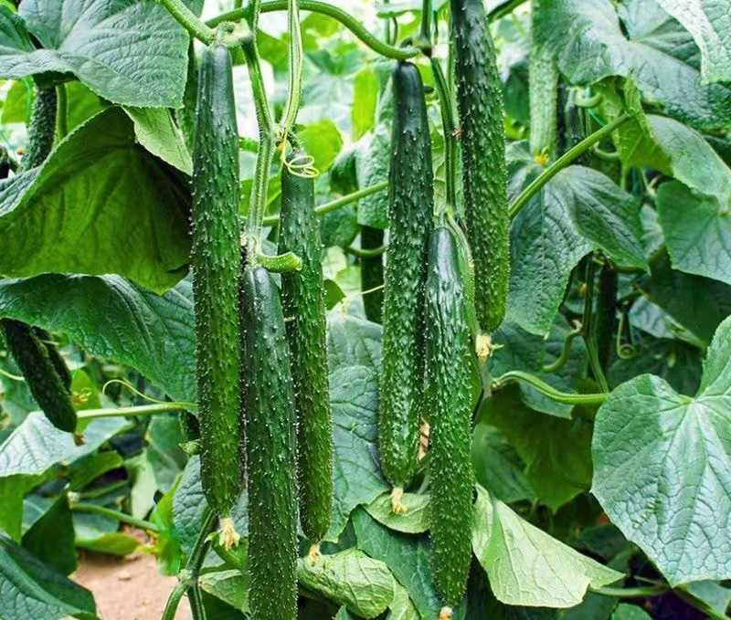 春秋霸王黄瓜种子果肉绿色质密清香耐干旱耐低温植株生长势强