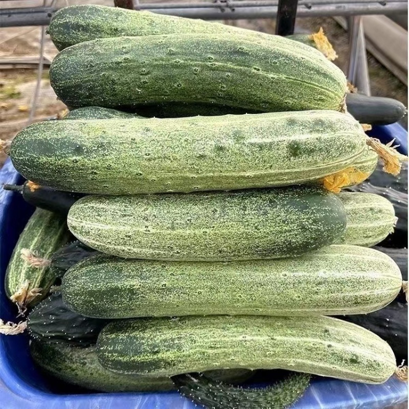美特燕白黄瓜种子早熟品质好耐阴耐寒长势强品质优良
