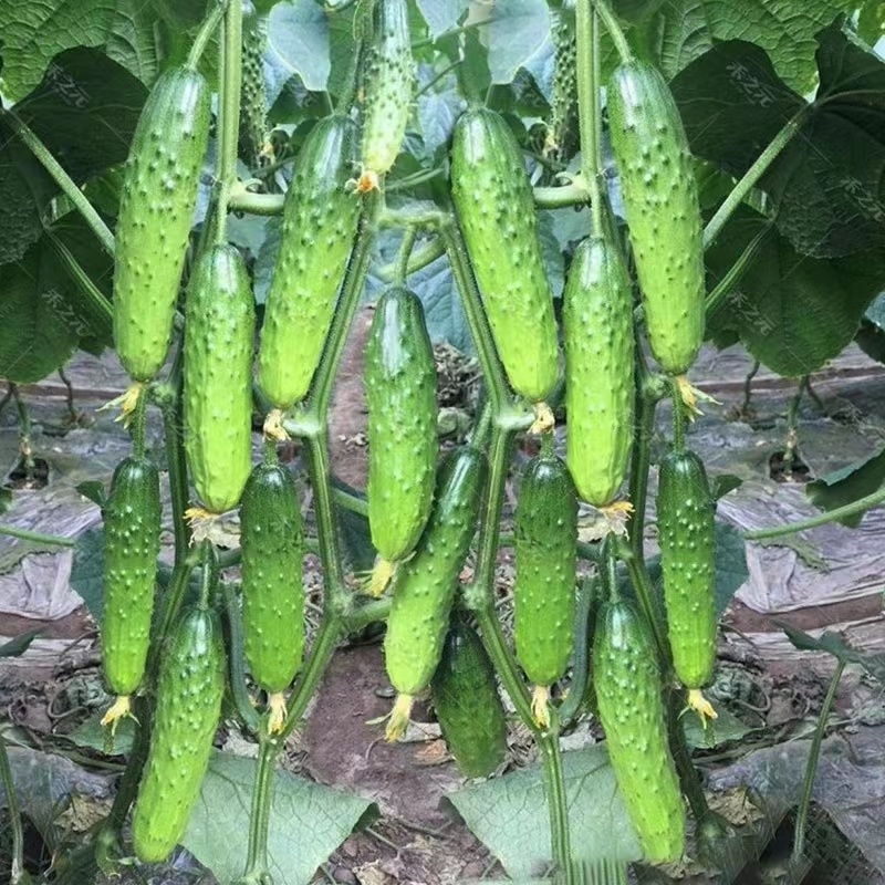 压趴架水果黄瓜种子节节见瓜植株生长势强品质优良耐低温抗病