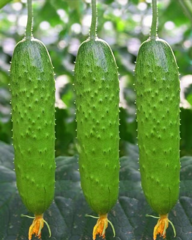 压趴架水果黄瓜种子节节见瓜植株生长势强品质优良耐低温抗病