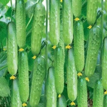 压趴架水果黄瓜种子节节见瓜植株生长势强品质优良耐低温抗病