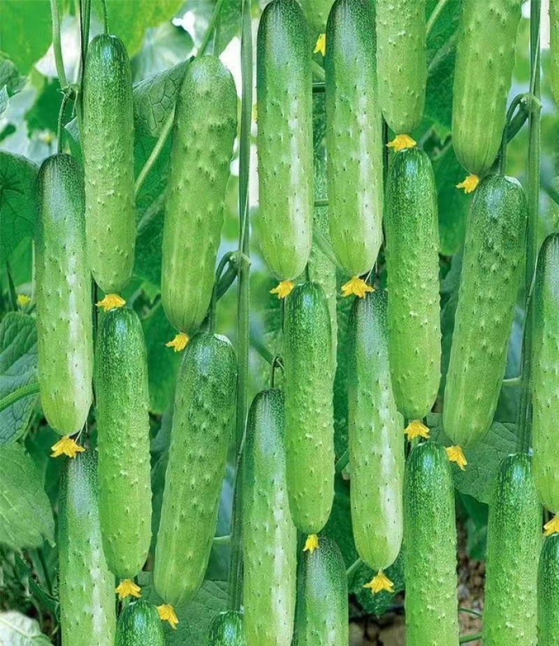 压趴架水果黄瓜种子节节见瓜植株生长势强品质优良耐低温抗病