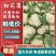 松花菜商超品质，提供物流发全国，欢迎咨