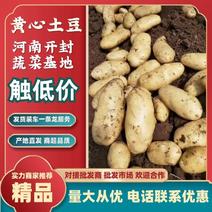 河南土豆精品黄心土豆出口贸易商超品质，全国发货