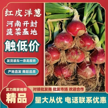 洋葱赤足绣品。降云紫皮圆葱代发全国，货源充足