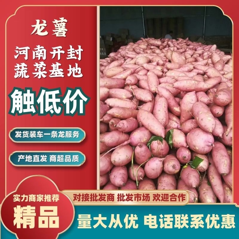 【精品批发】红薯龙9库存西瓜红，供应5大品种，代发全国