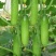 节节瓜水果黄瓜种子节节有瓜耐低温抗高温品质优良口感好