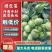 甘蓝中甘21系列，铁头，电商货产地代发，