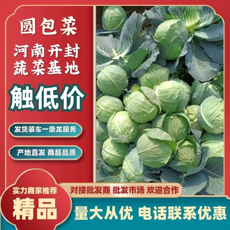 甘蓝中甘21系列，铁头，电商货产地代发，