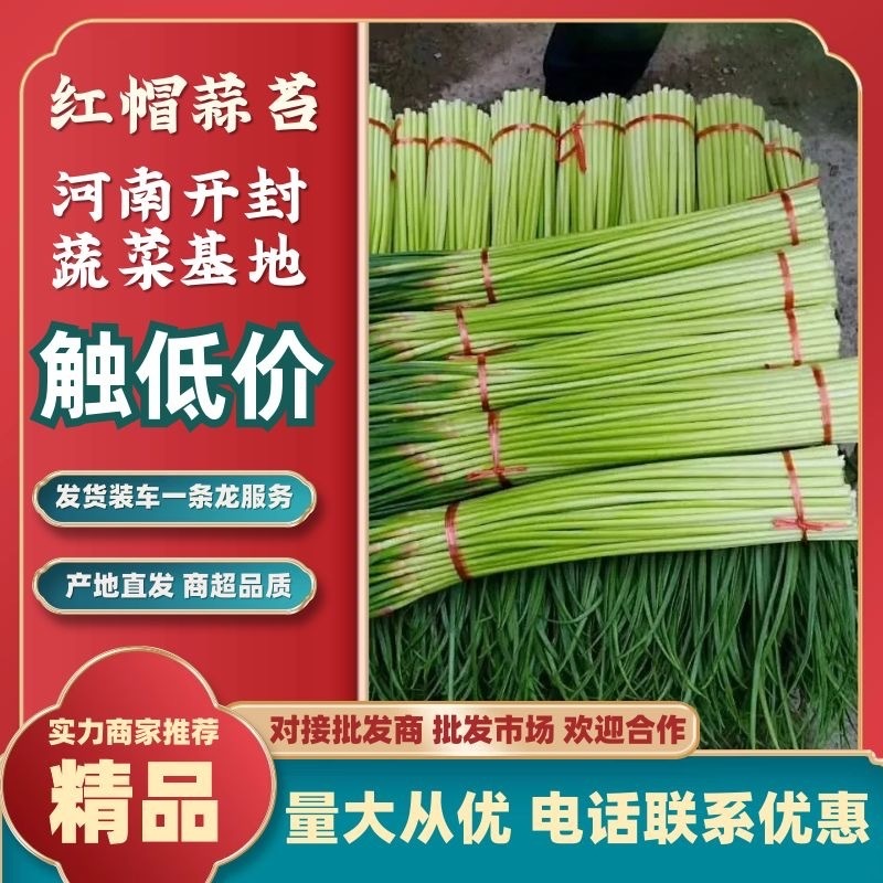 河南蒜薹，红冒蒜薹精品分把，可加冰上车，精品大量发售