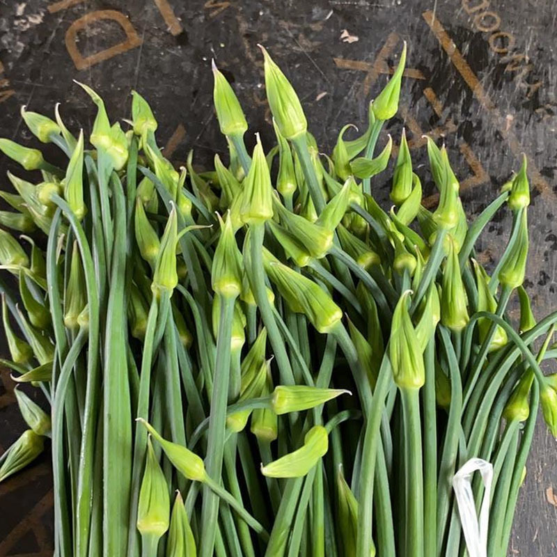 苔韭种子韭菜花250g抽薹韭菜苔富生四季韭苔菜种子