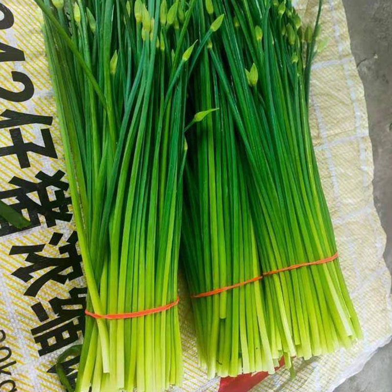 苔韭种子韭菜花250g抽薹韭菜苔富生四季韭苔菜种子