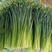 苔韭种子韭菜花250g抽薹韭菜苔富生四季韭苔菜种子