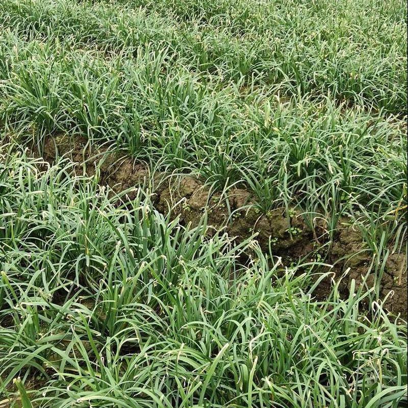 苔韭种子韭菜花250g抽薹韭菜苔富生四季韭苔菜种子