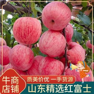【红富士苹果】精选红富士苹果一手货源品质保证电联