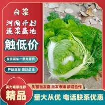 河南大白菜，秦白2号白菜，颜色翠绿，量大从优适用于学校食堂