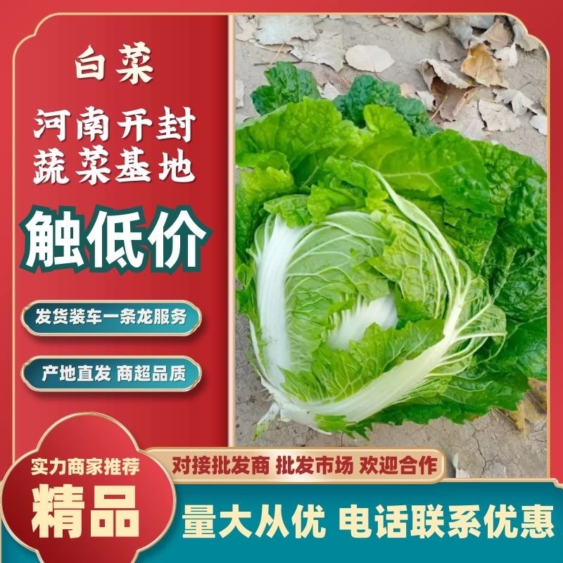 河南大白菜，秦白2号白菜，颜色翠绿，量大从优适用于学校食堂