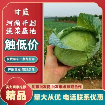 京丰一号墨玉50甘蓝，大量有货，产地直供，供应加工厂