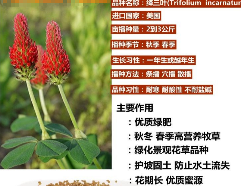绛三叶种子果园花卉蜜源养殖果园绿肥种子