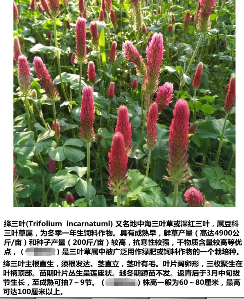 绛三叶种子果园花卉蜜源养殖果园绿肥种子