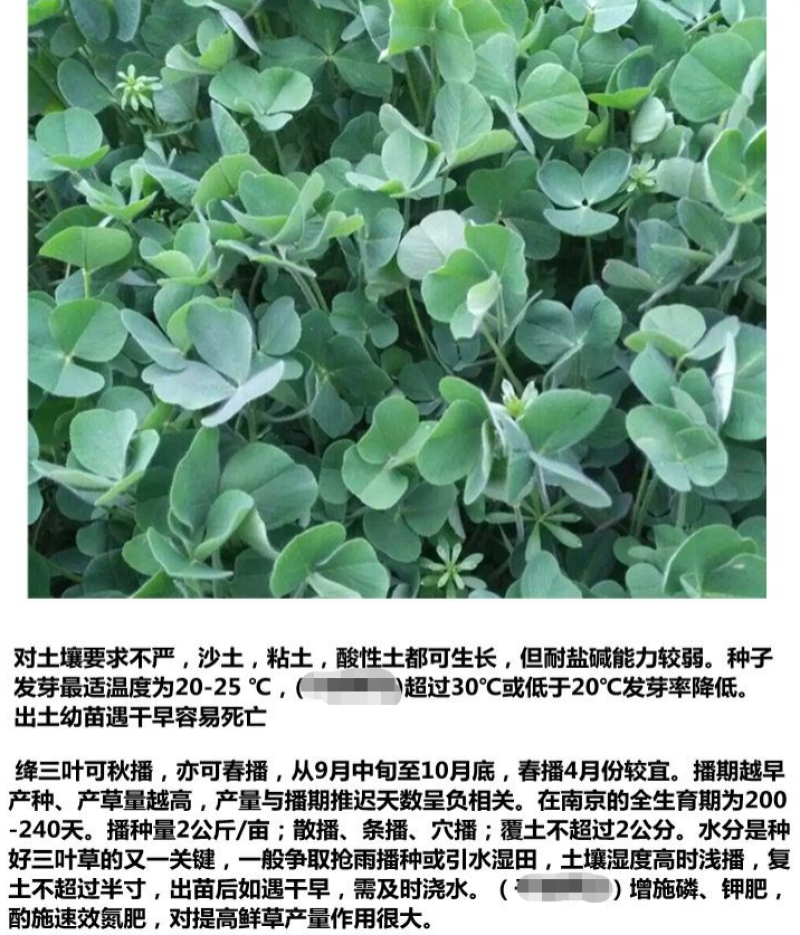 绛三叶种子果园花卉蜜源养殖果园绿肥种子