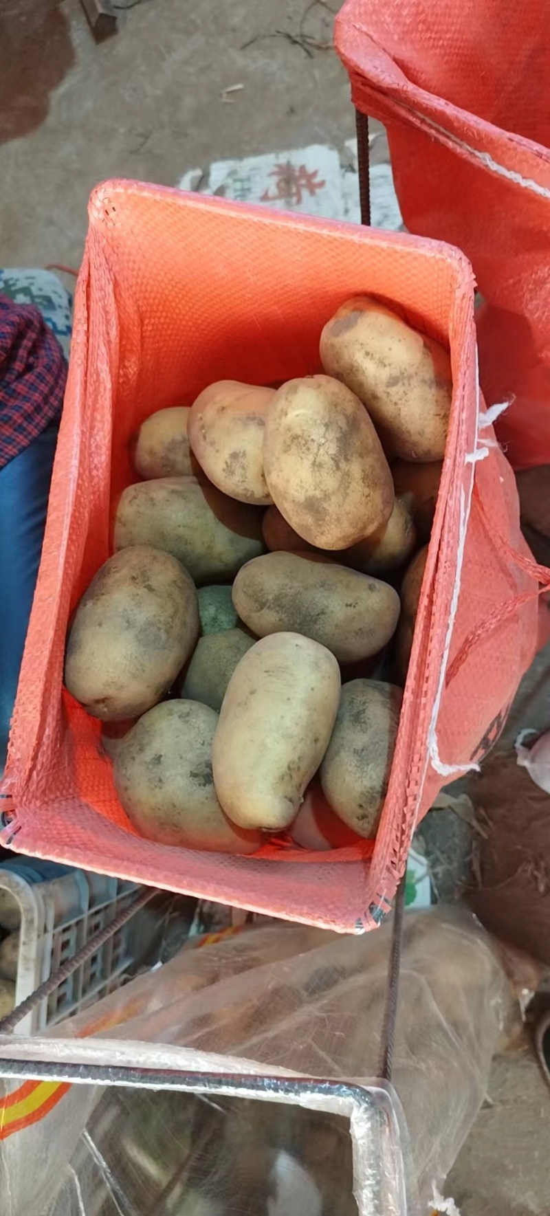 滕州黄皮黄心土豆v7土豆大量供应对接超市可视频看货
