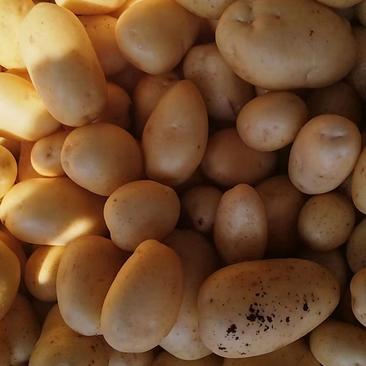 山东滕州新土豆上市了产地直发大量供应欢迎咨询